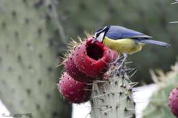 Image of African Blue Tit