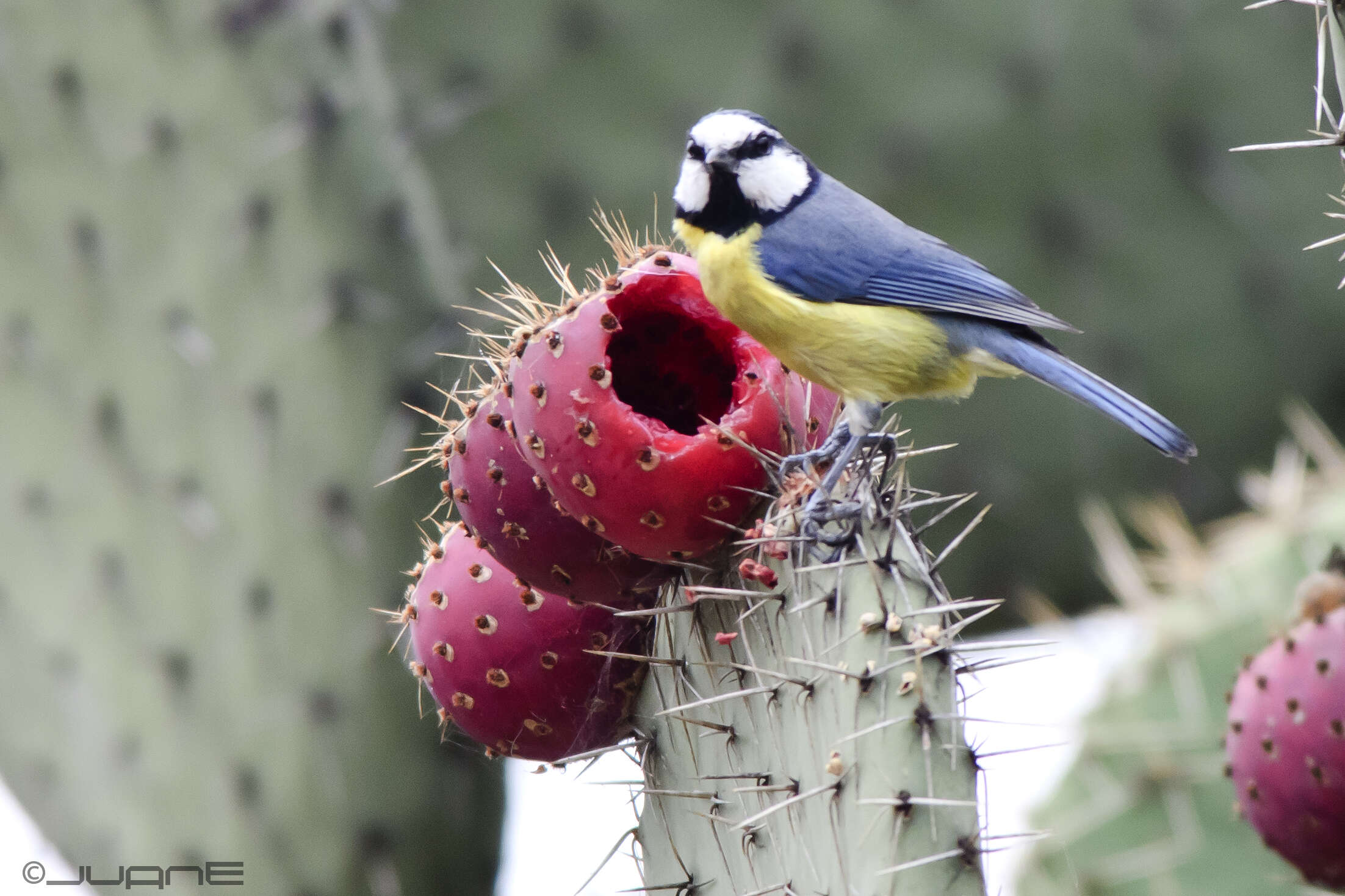 Image of African Blue Tit