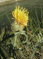 Image of Centaurea collina L.