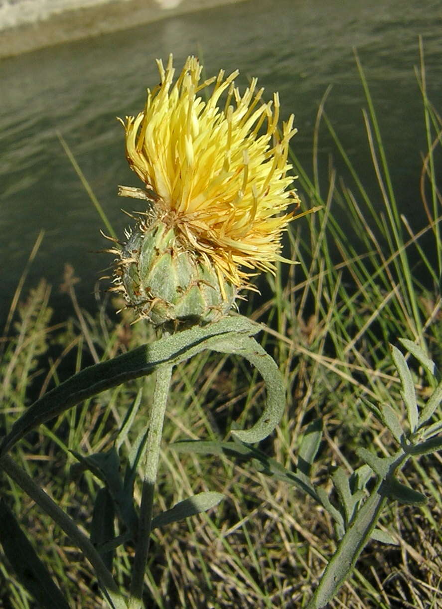 Plancia ëd Centaurea collina L.