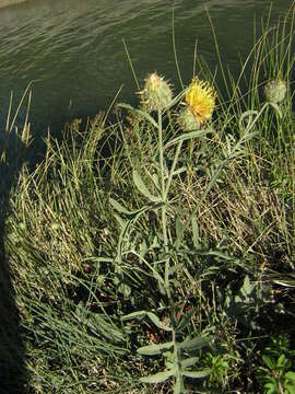 Image of Centaurea collina L.