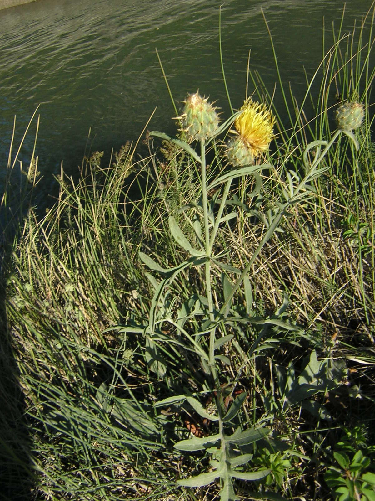 Plancia ëd Centaurea collina L.