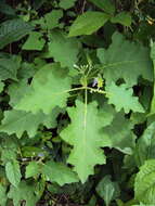 Image of Solanum violaceum Ortega