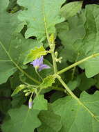 Image of Solanum violaceum Ortega