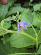 Image of Solanum violaceum Ortega