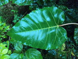 Image of Ficus arnottiana (Miq.) Miq.