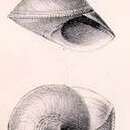 صورة Calliostoma chuni (E. von Martens 1904)