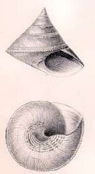 Image de Calliostoma chuni (E. von Martens 1904)