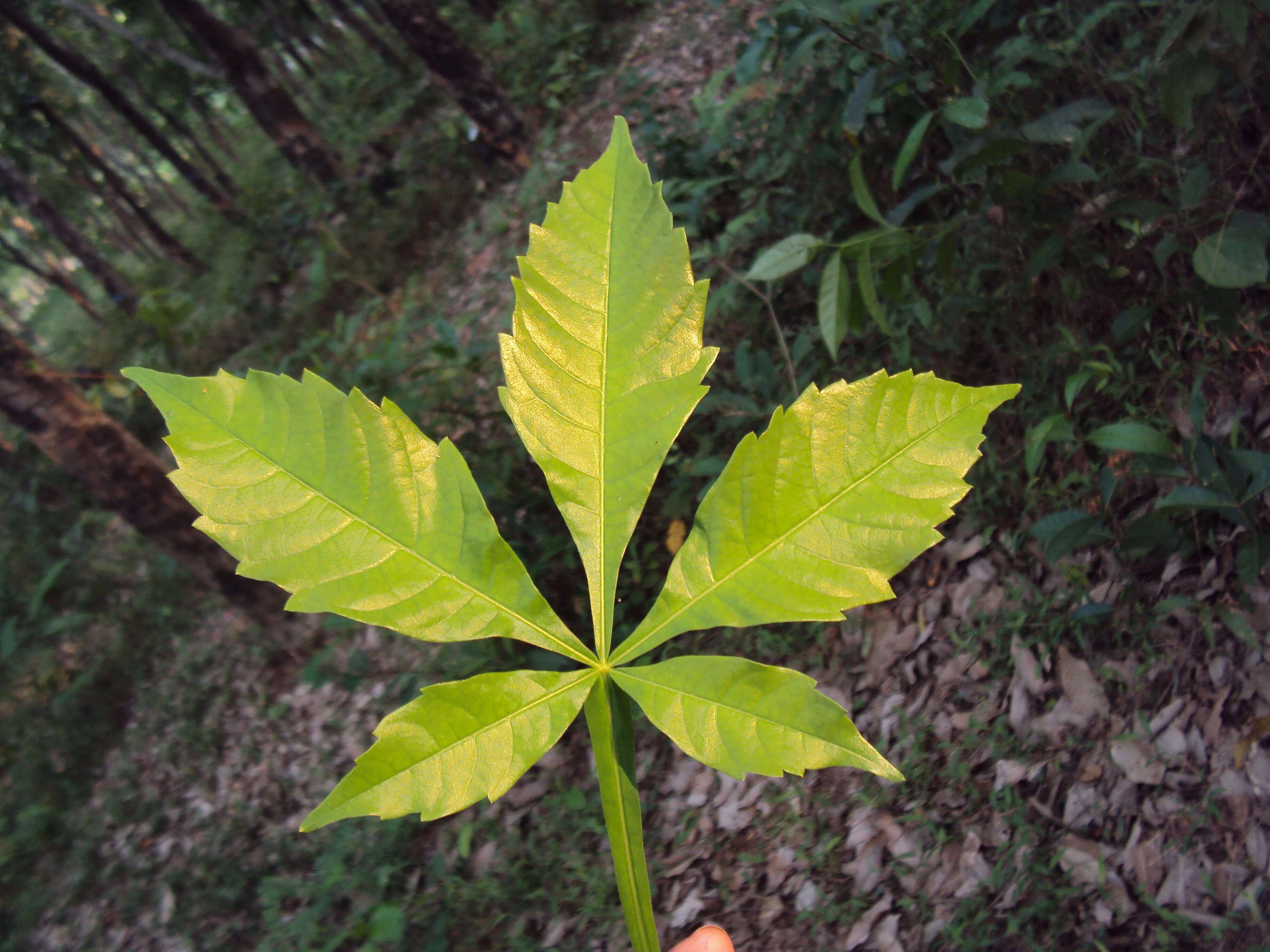 Image of Vitex altissima L. fil.