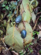 Image of Elaeocarpus munronii