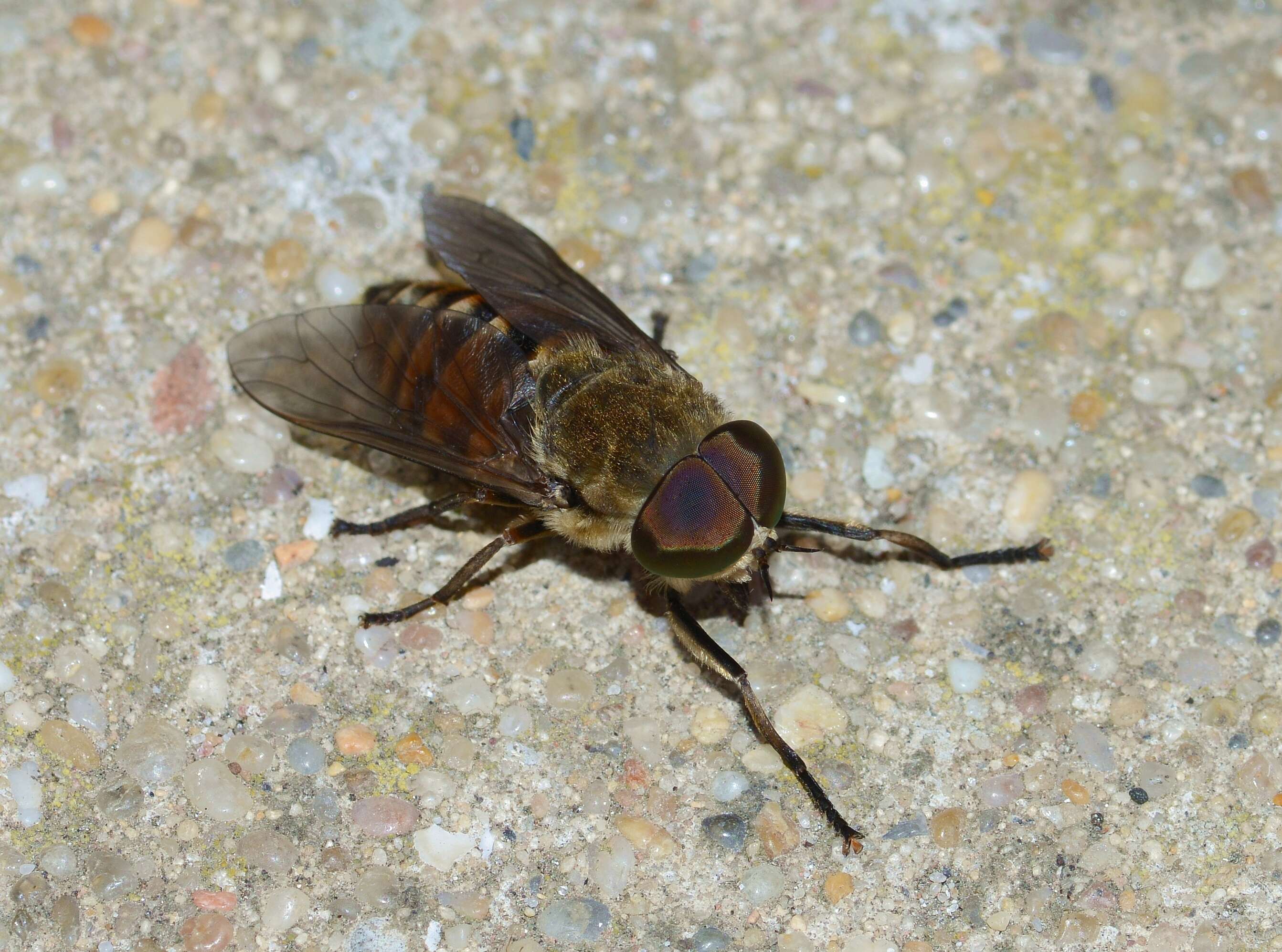 Image of Tabanus eggeri Schiner 1868