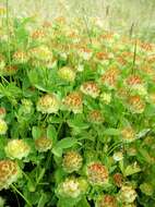 Image de Trifolium cyathiferum Lindl.