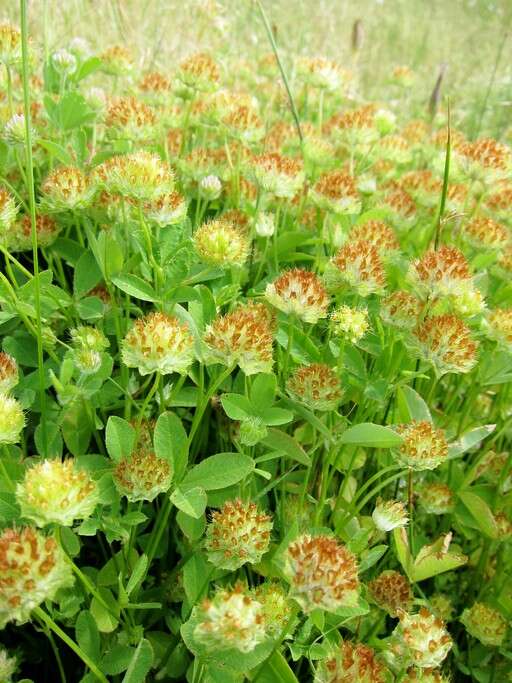 Image de Trifolium cyathiferum Lindl.