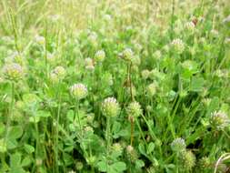 Imagem de Trifolium microcephalum Pursh