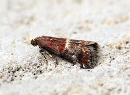 Image of Acrobasis marmorea