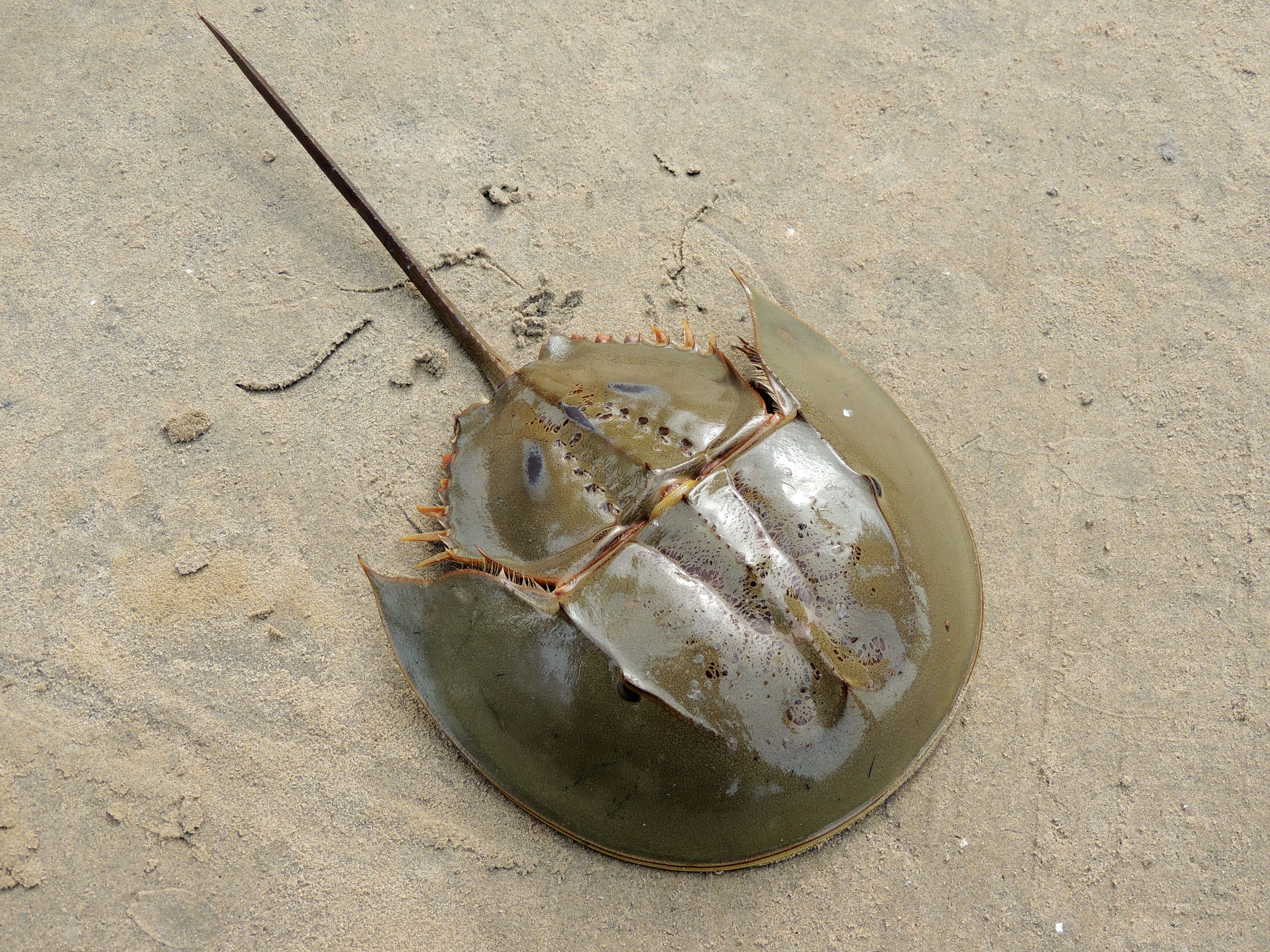 Image of Horseshoe Crab