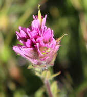 Image of Lemmon's Indian paintbrush