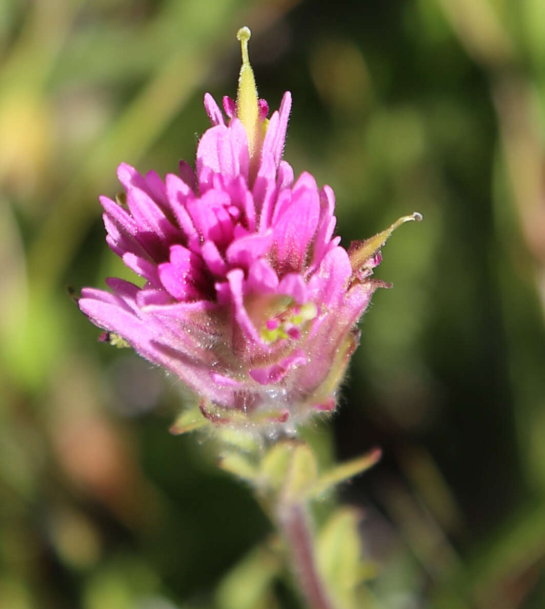 Image of Lemmon's Indian paintbrush