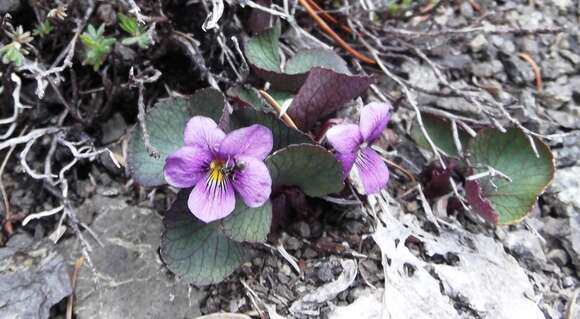 Слика од Viola flettii Piper