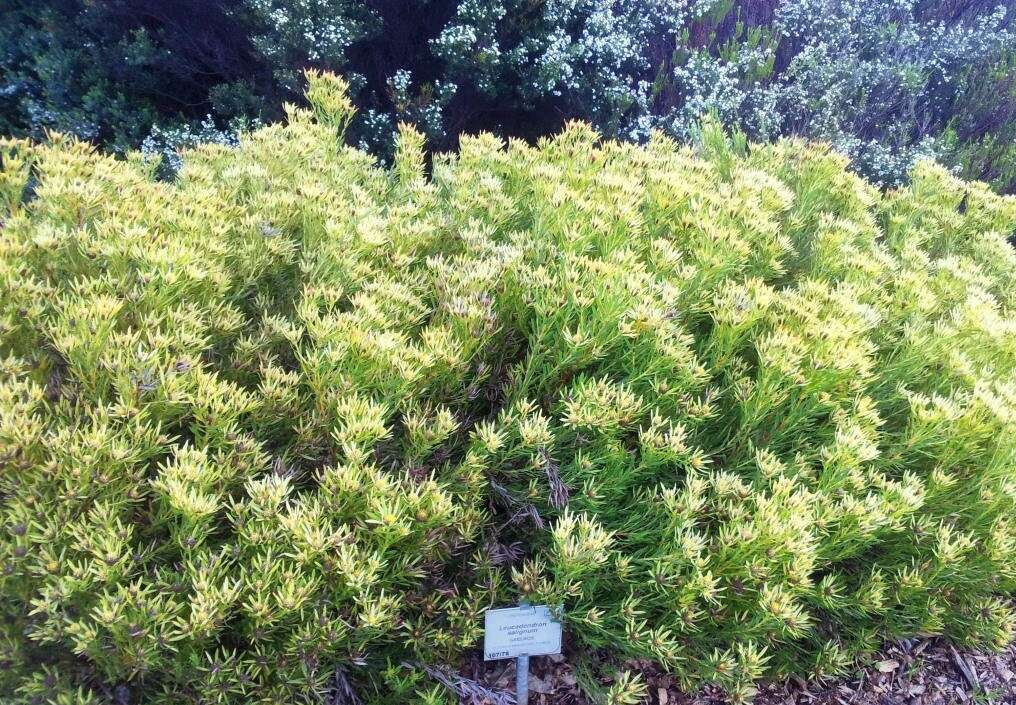 Image of Common Sunshine Conebush