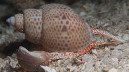 Image of Zemiropsis Thiele 1929