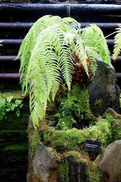 Image of Mexican Tree Fern