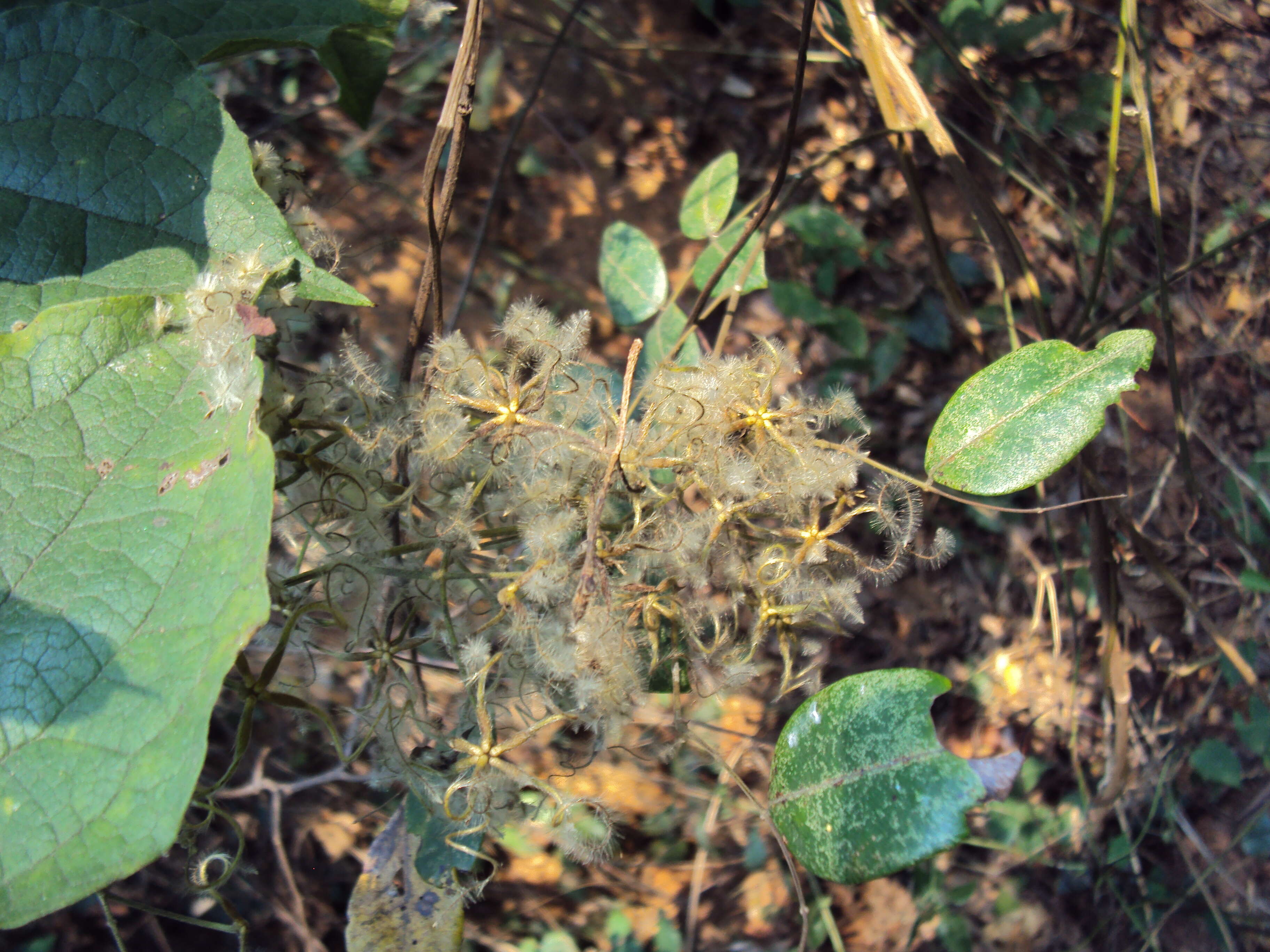 Слика од Clematis zeylanica (L.) Poir.