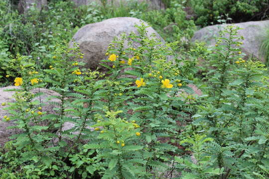 Imagem de Senna auriculata (L.) Roxb.