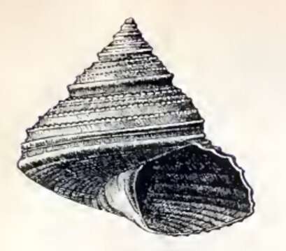 Image de Calliostoma turbinum Dall 1896