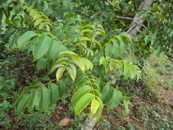 Image of Spondias pinnata (L. fil.) Kurz