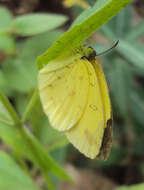 Слика од Eurema hecabe (Linnaeus 1758)