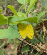 Слика од Eurema hecabe (Linnaeus 1758)