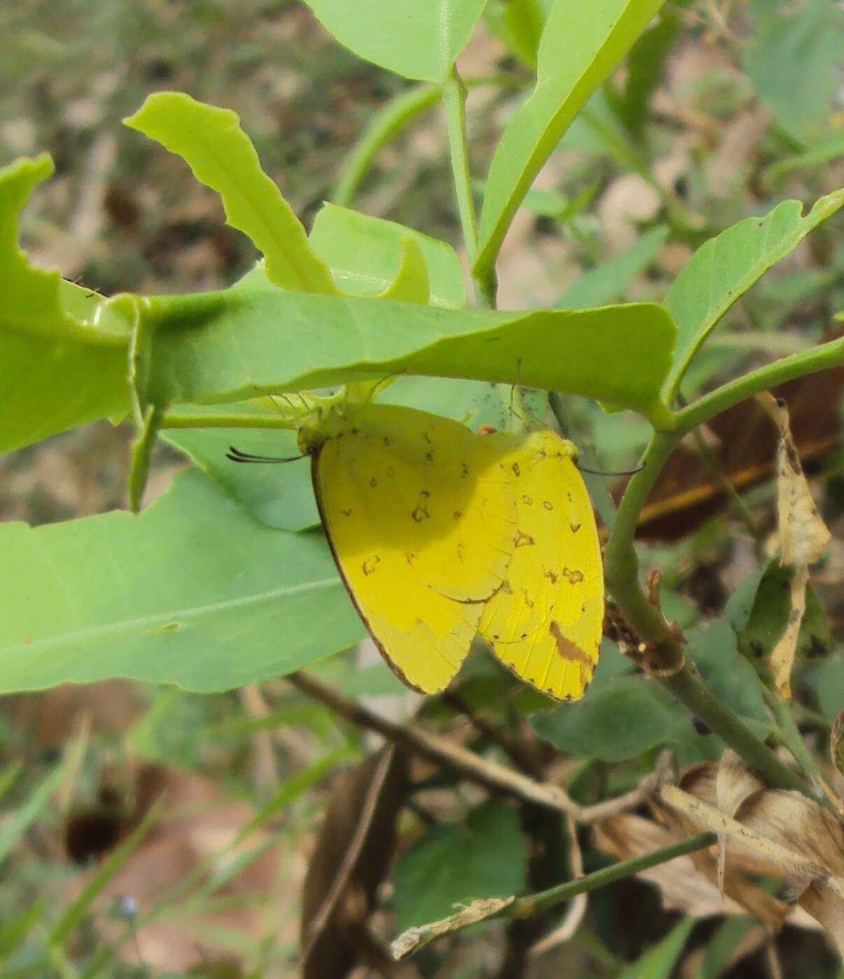 Слика од Eurema hecabe (Linnaeus 1758)