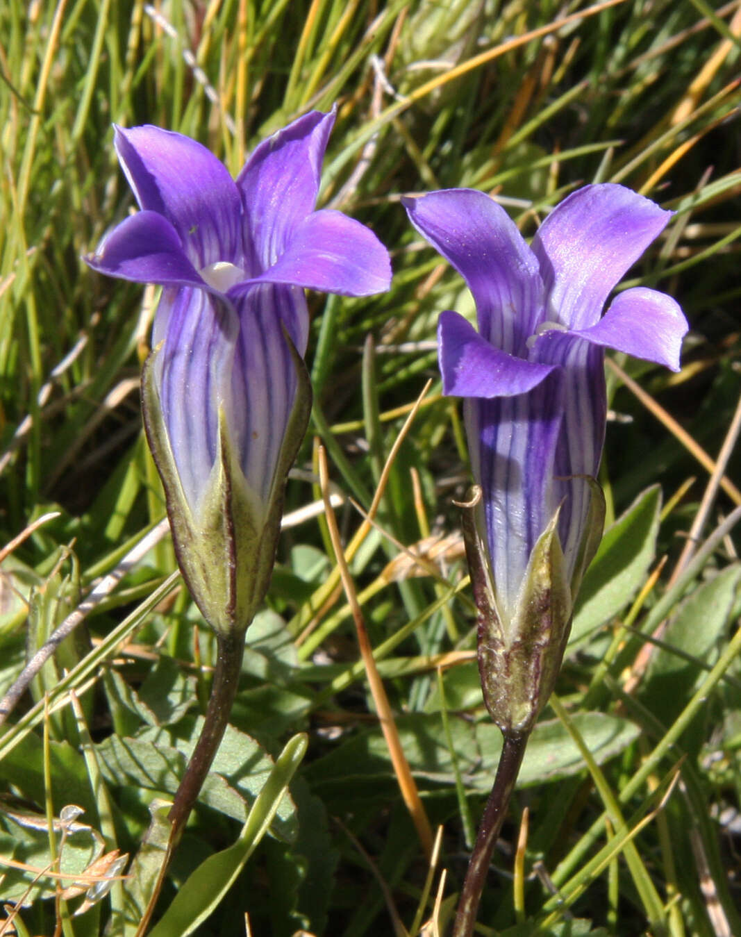 Image of Sierra fringed gentian