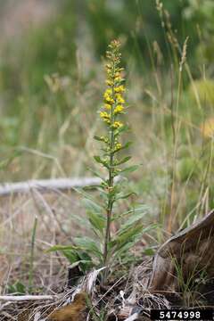 صورة Solidago hispida Muhl. ex Willd.