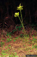 Image of anisescented goldenrod