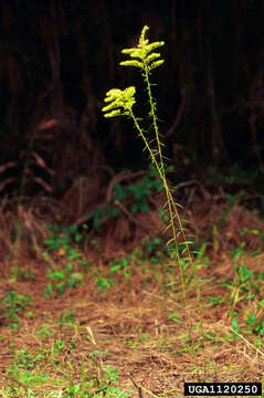 Image of anisescented goldenrod