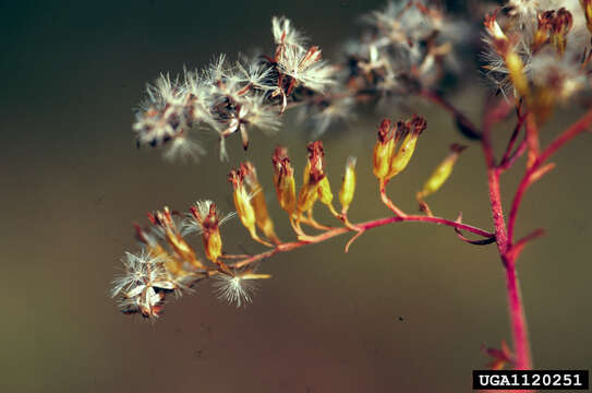 Image of anisescented goldenrod