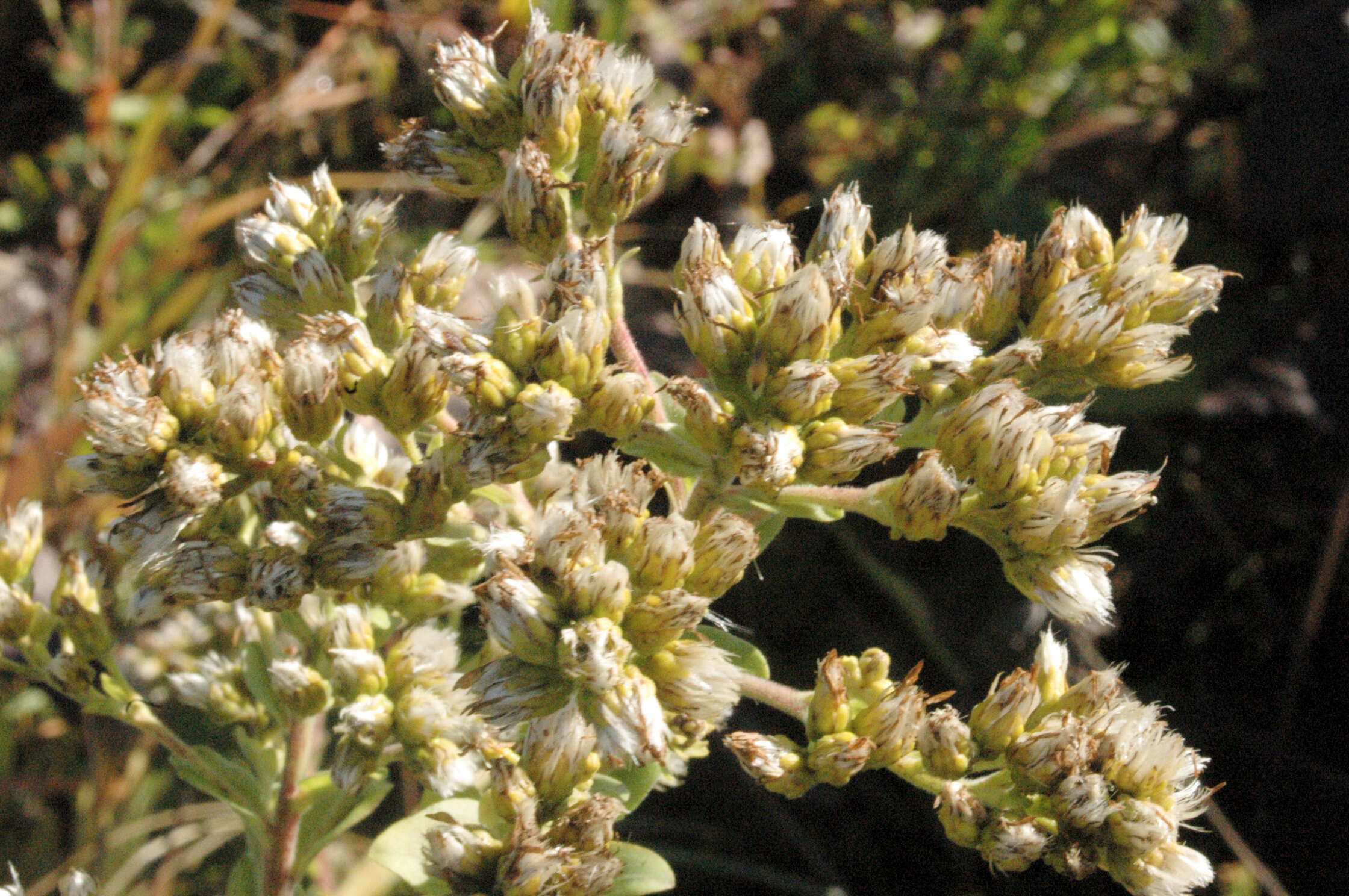 Слика од Solidago rigida L.