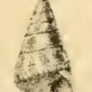Image of Calliostoma venustum (Dunker 1871)