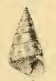 Image de Calliostoma venustum (Dunker 1871)