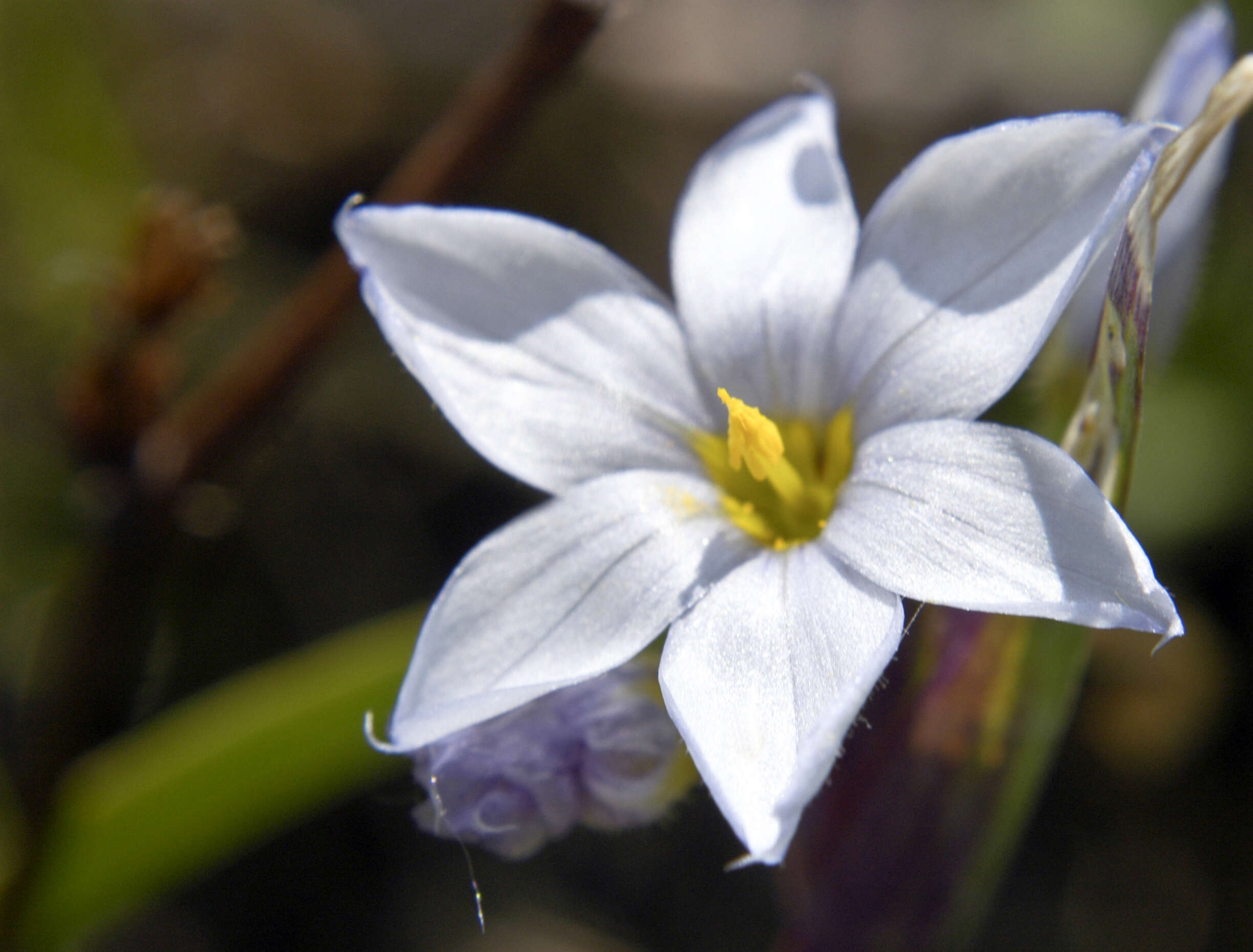 Image of white blue-eyed grass