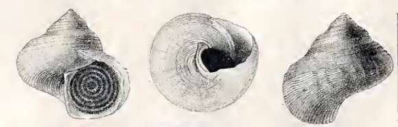 صورة Calliostoma virgo Schepman 1908