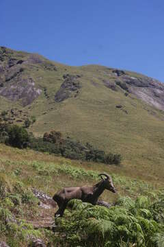 Image of Nilgiritragus Ropiquet & Hassanin 2005