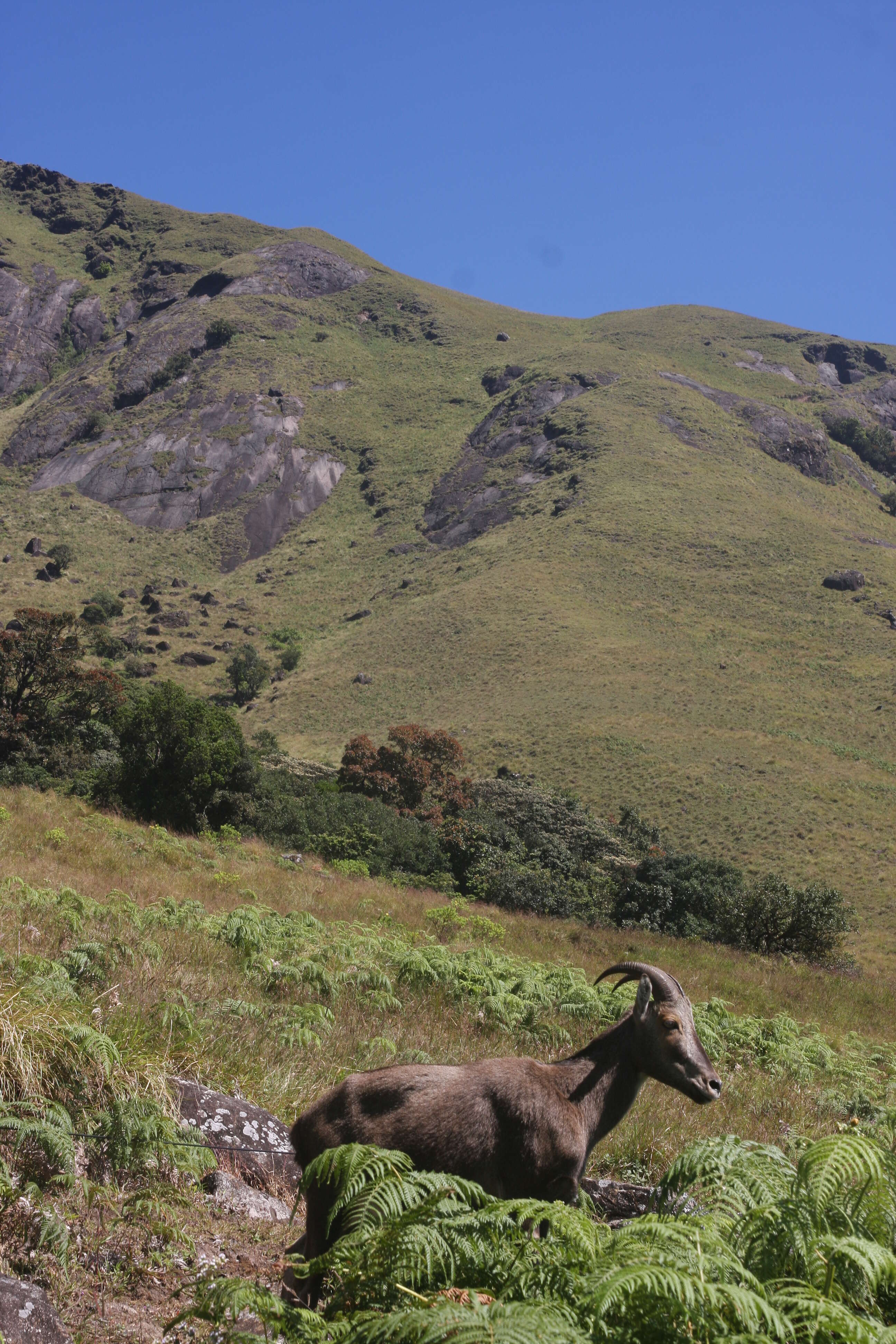 Image of Nilgiritragus Ropiquet & Hassanin 2005