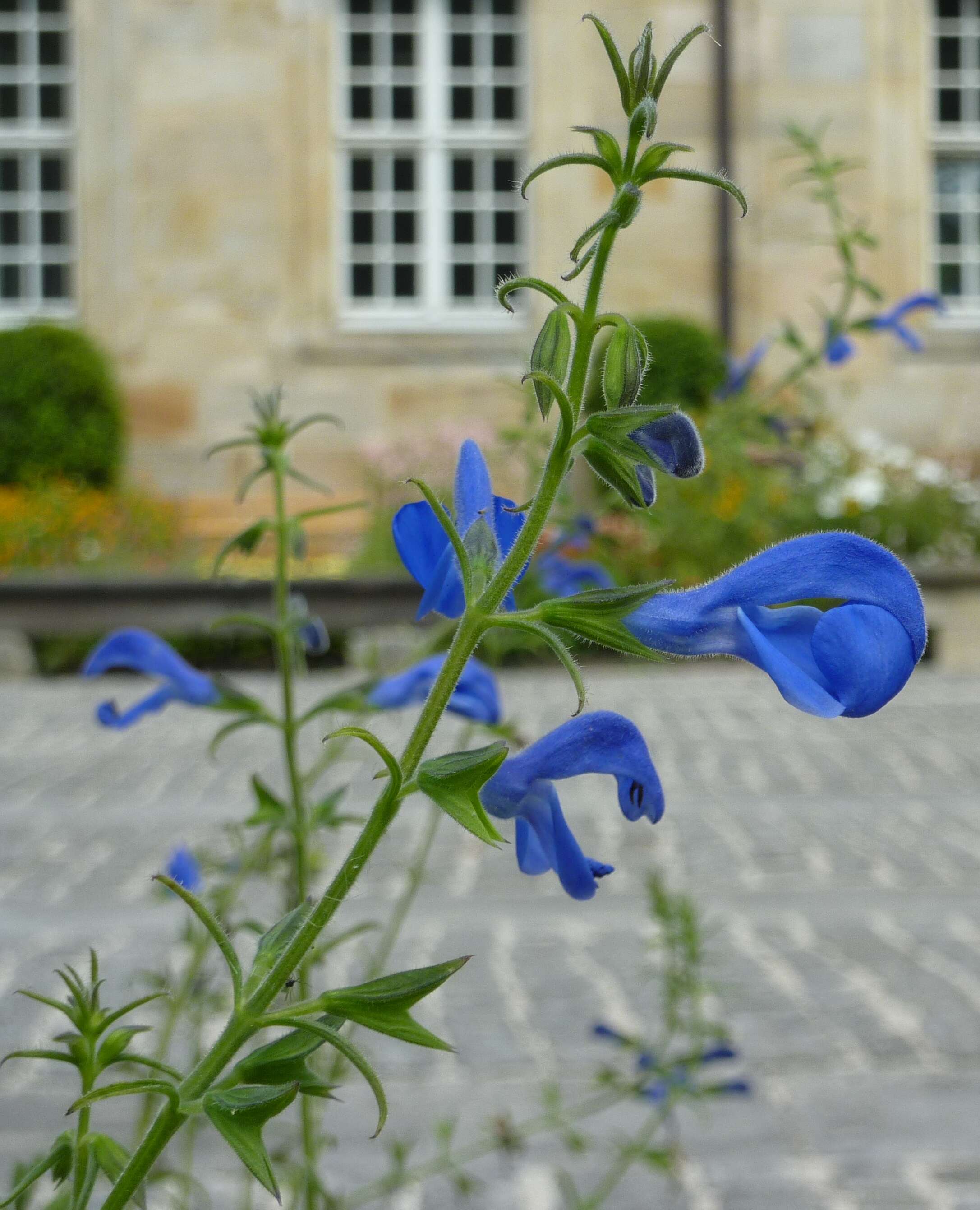 Imagem de Salvia patens Cav.