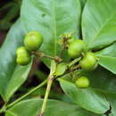 Image of Ixora malabarica (Dennst.) Mabb.