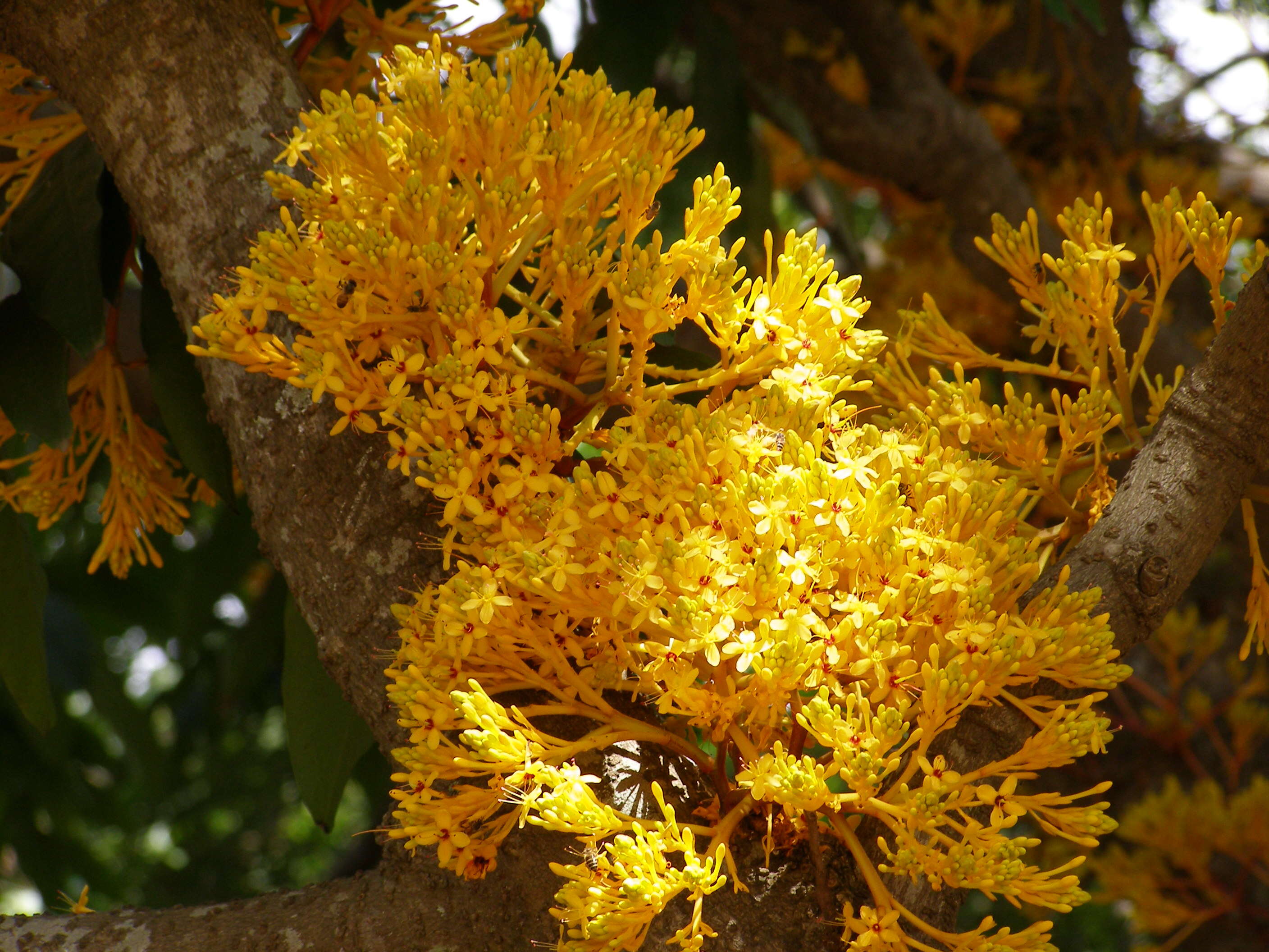 Слика од Saraca thaipingensis Prain