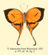 Image of Yasoda tripunctata (Hewitson 1863)