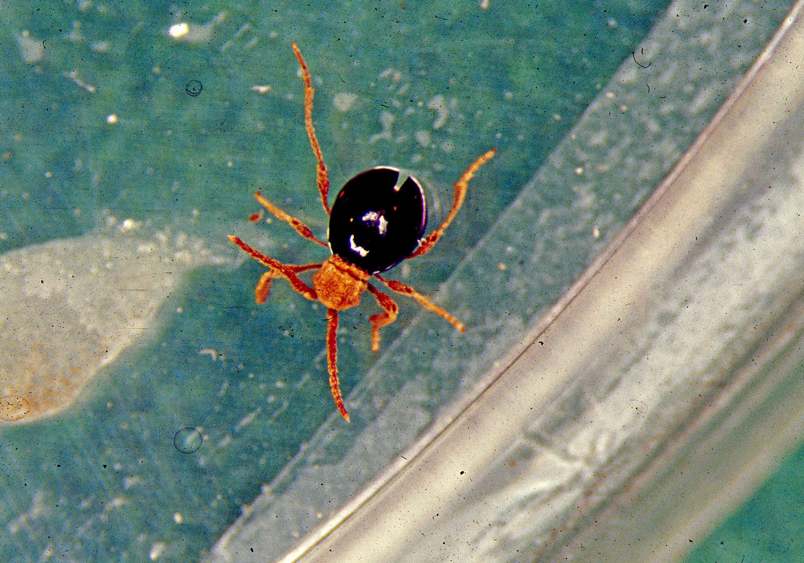 Image of American Spider Beetle